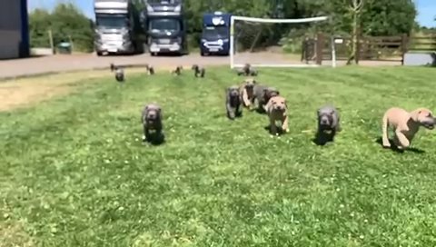 Beautiful KC Great Dane Puppies *Ready To Leave*