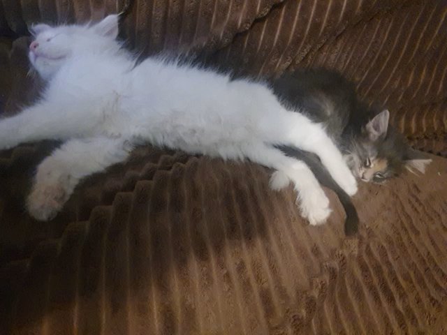Maine Coon