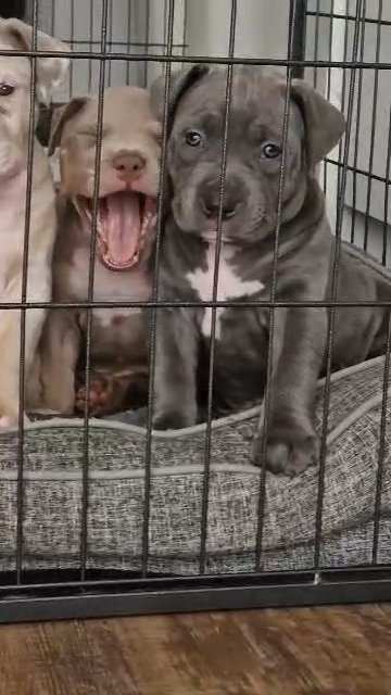 ?MAJOR?X?NYLA?