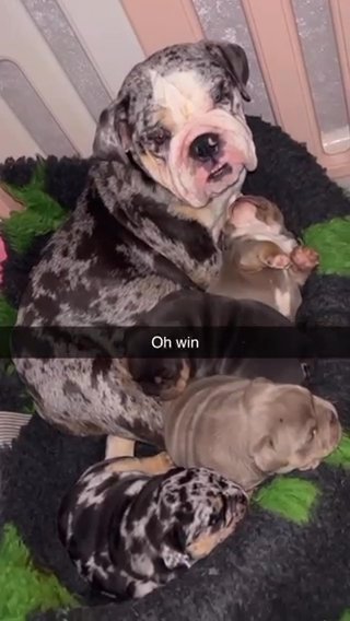 English Bulldog Pups