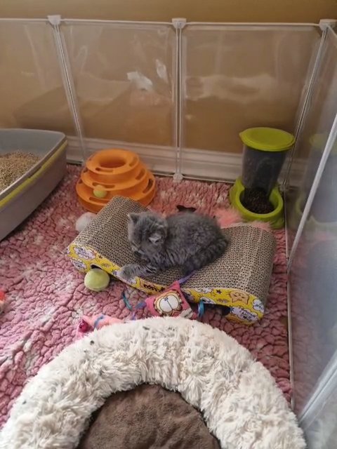 Blue British longhair