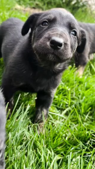 HUSKY X PUPPIES