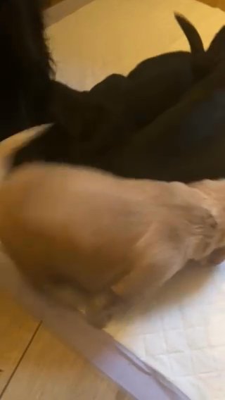 Cocker Spaniel Pups