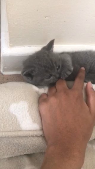 British shorthair kitten ( one kitten left)