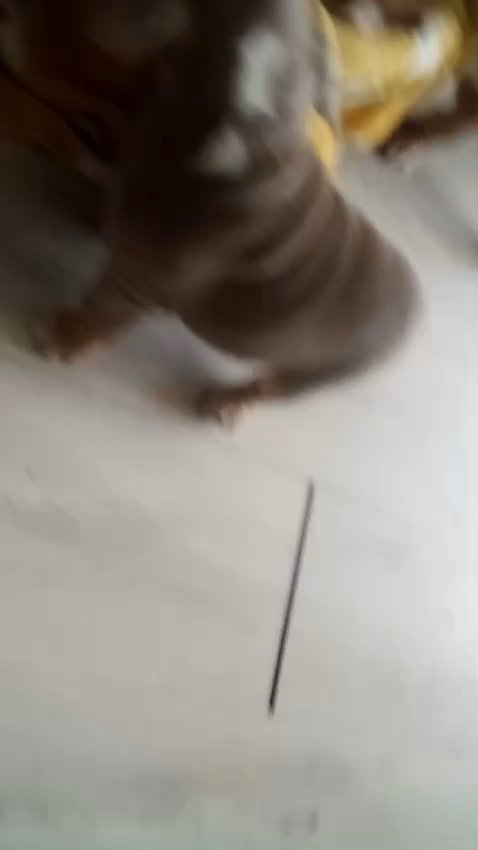 babies pup