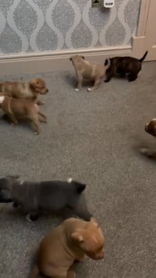 Staffy X Pocket Bully Puppies