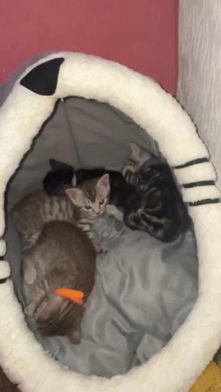 Ready To Go ( Bengal X Tabby Kittens)