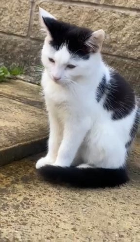 Kitten Available For Free