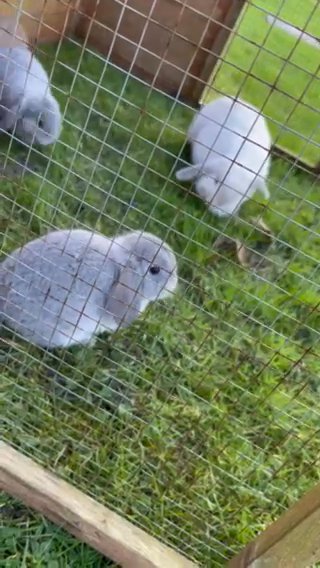 mini lop baby rabbits