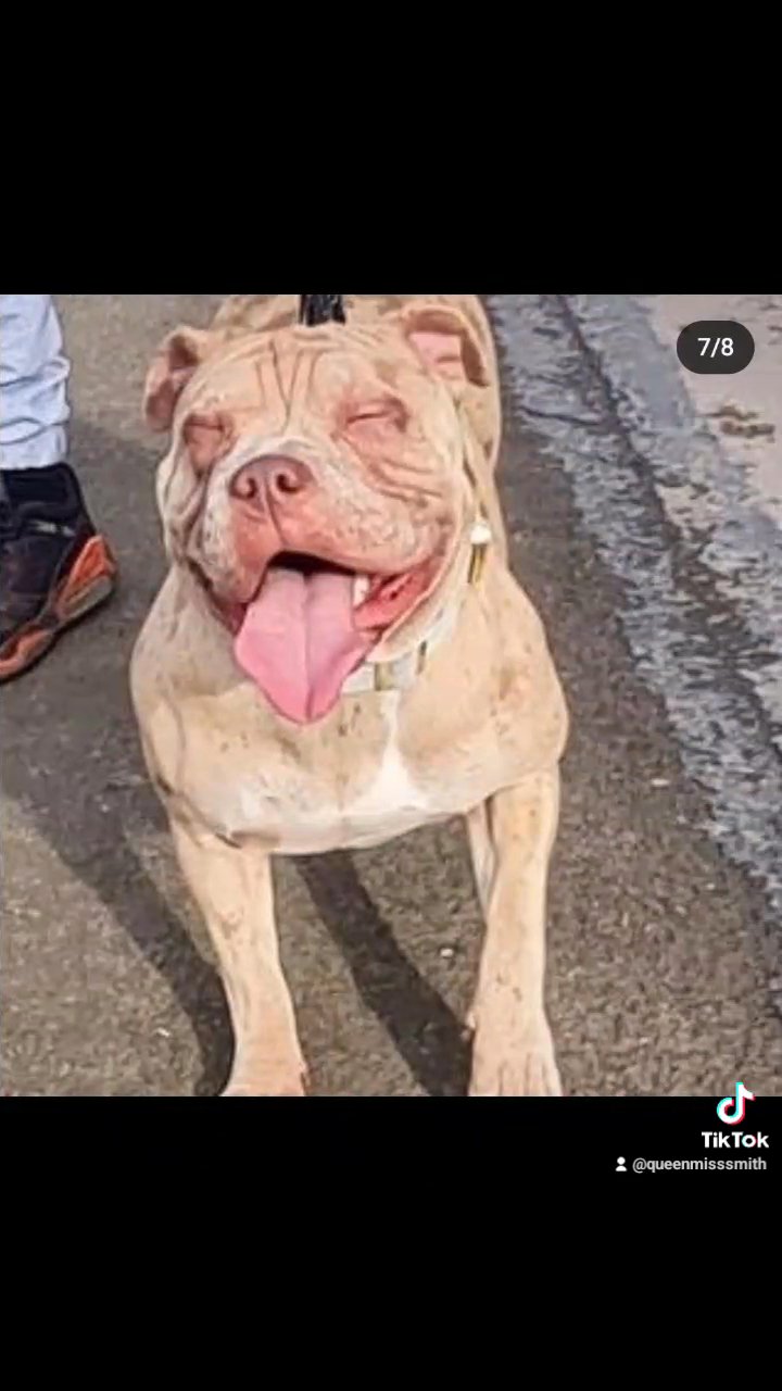 rainbow litter available