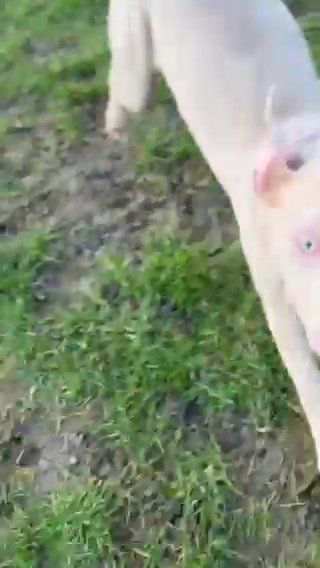Beautiful American Bully Pups for sale