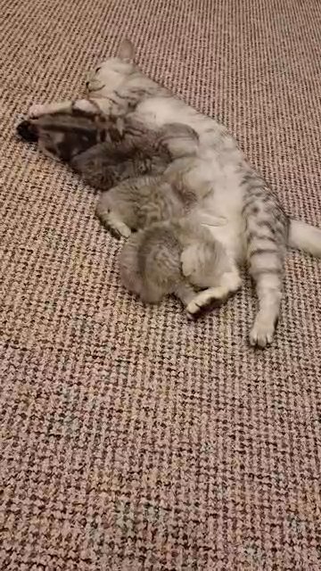 British Shorthair kitten's for sell