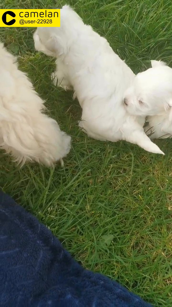 Maltese puppy boy for sale?£2350