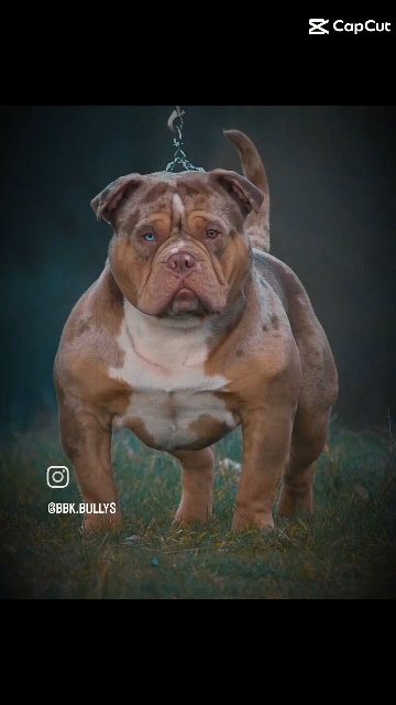 Extreme pocket bully to  Extreme Pocket Bullies/ Pocket Bullies !