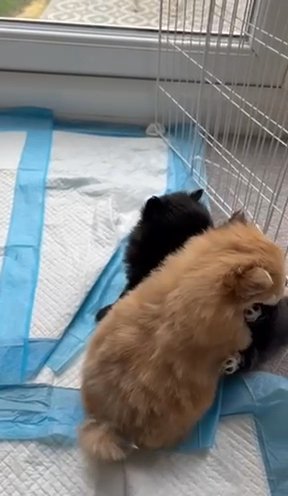 Pomeranian Puppies