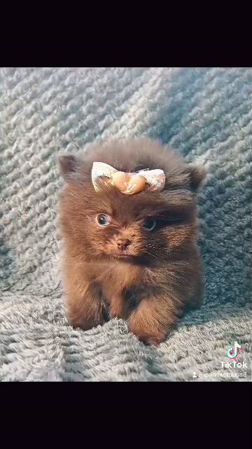 stunning pomeranians