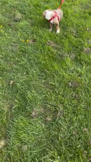 American Bull Puppy