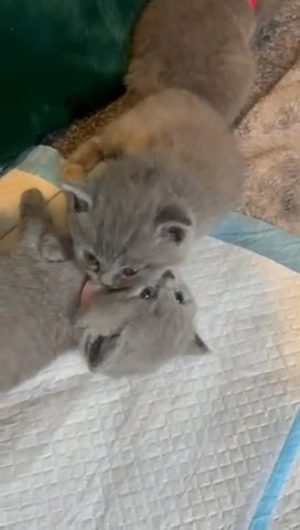 British Shorthair