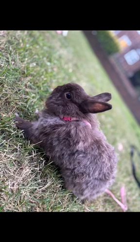 1 Year Old Rabbit