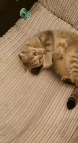 Affectionate scottish fold female