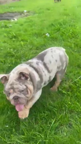 English Bulldog (Stud)