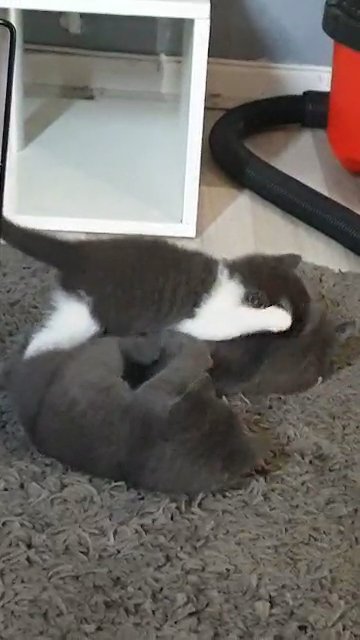 Russian blue ready now