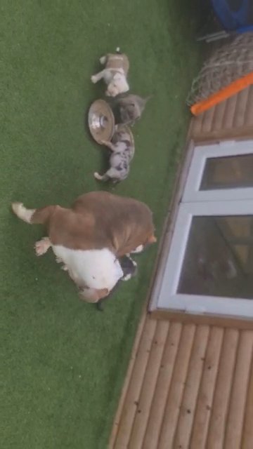 old english bulldogs