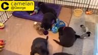 Labrador retriever