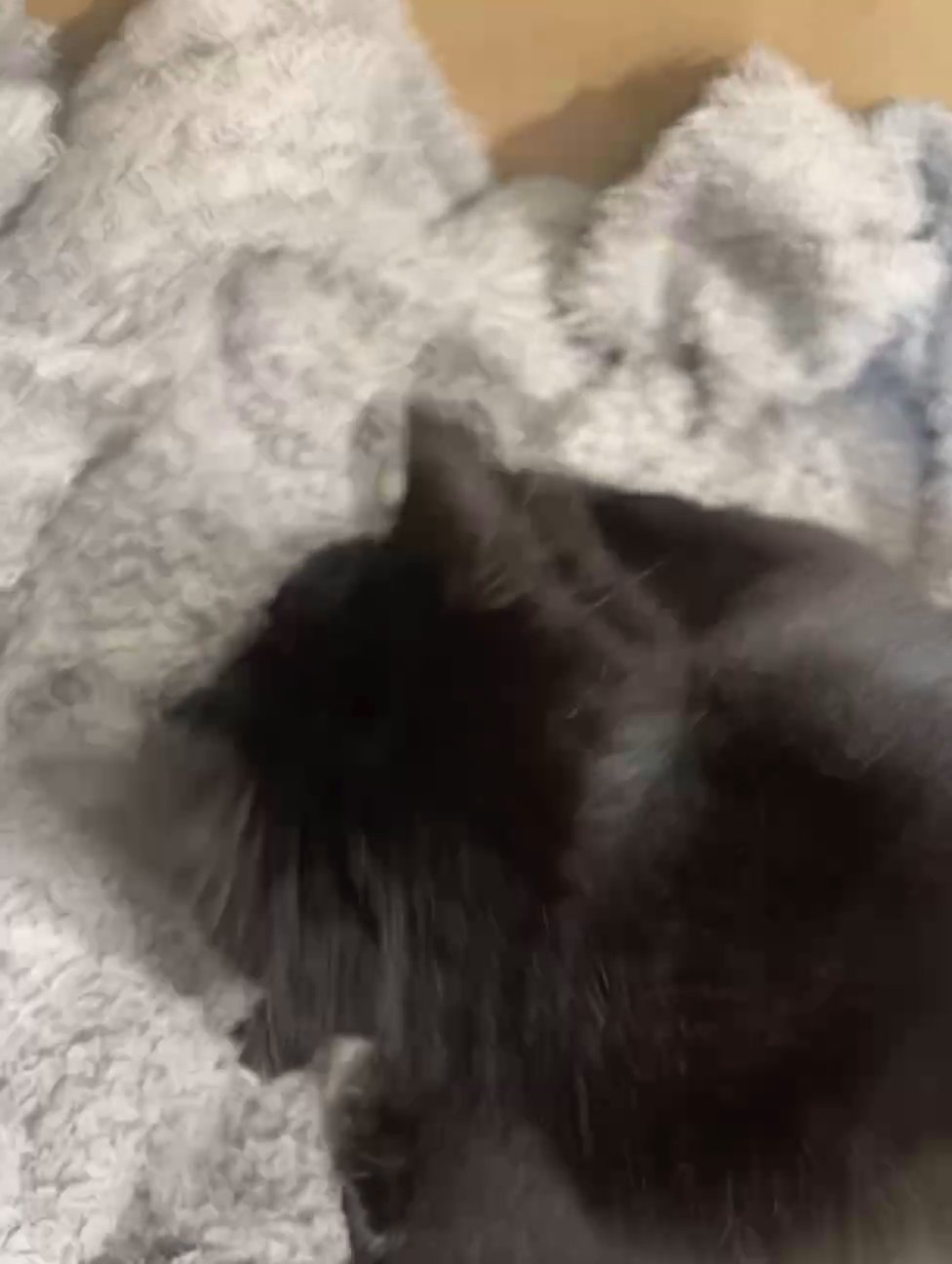 3 Beautiful Kittens