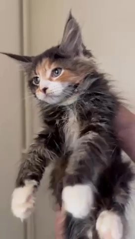 Pure Maine Coon Kittens Ready To Collect