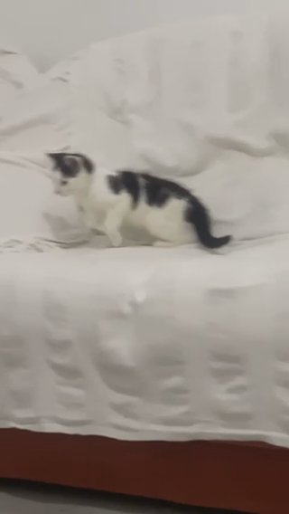 Kitten Available For Free