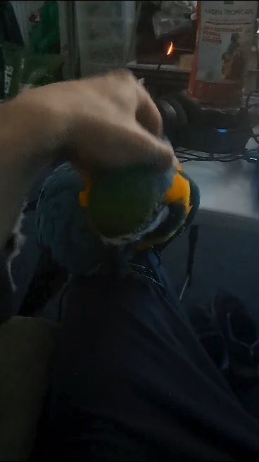 2yr old Blue and Gold mcaw