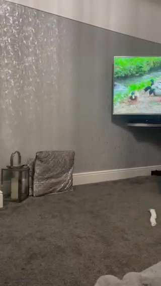 9 Week Old Puppy For Sale
