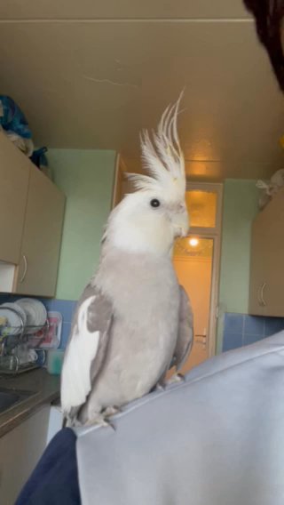 Hand Tamed/Untame Cockatiels for Sale