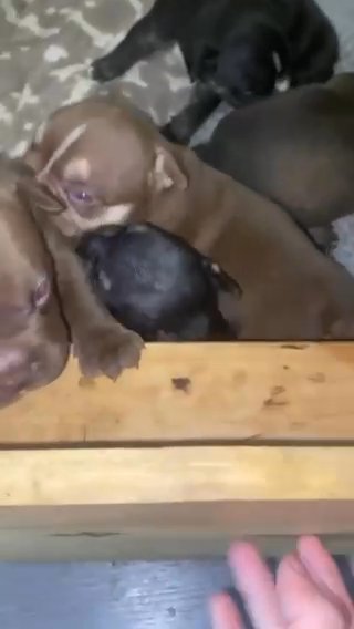 Frenchie Cross