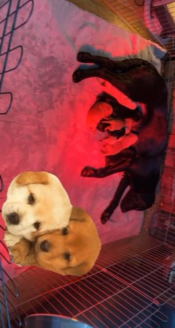 Labrador Puppies