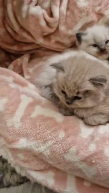 Blue MINK & colourpint ragdoll kittens ?