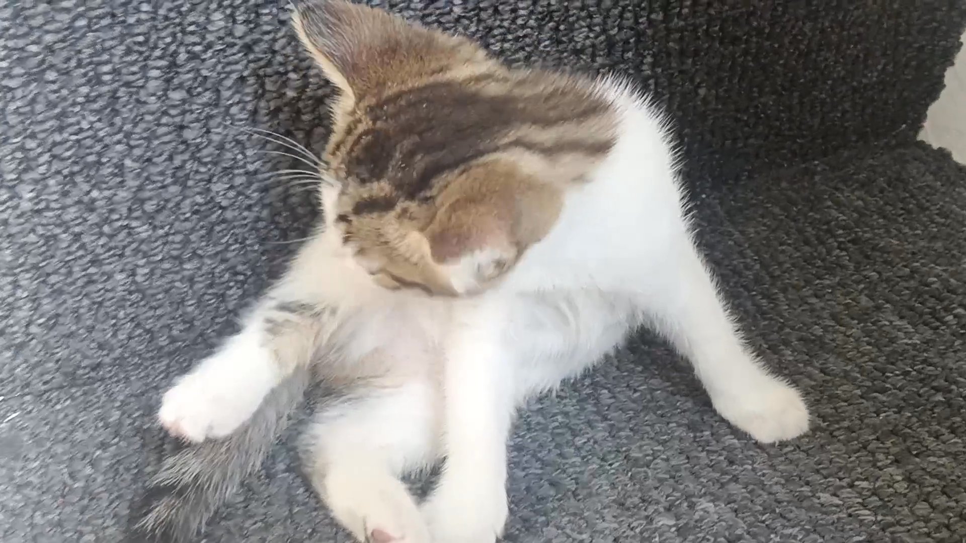2month kitten