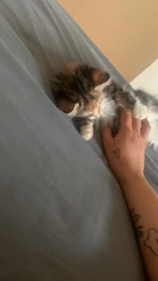 4 month old kitten