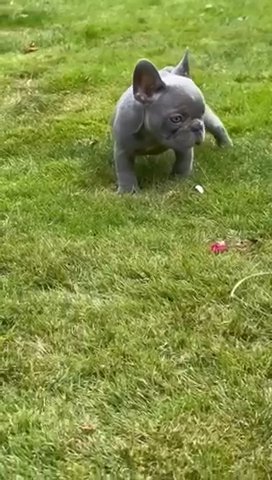French Bull Dog Female NOW SOLD