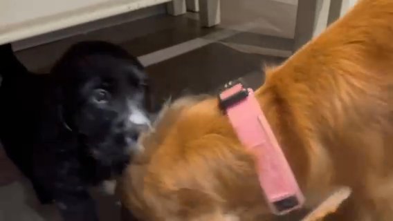 Cocker Spaniel Pups