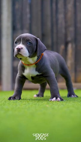 Narla X diesel