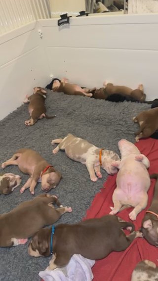 Pocket Bullies
