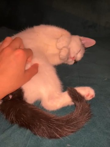 Cute Cat For Sale