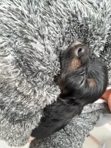 8 week old cockapoo puppy