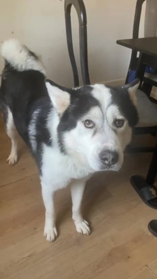 akita stud