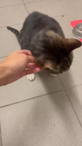 Puss the 3 legged cat