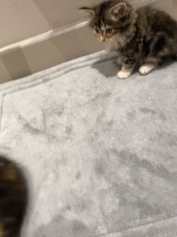 gorgeous fluffy kittens