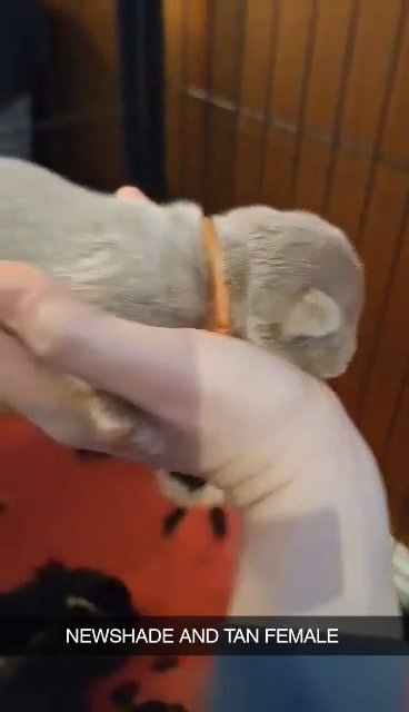 Fluffy carrier french bulldogs