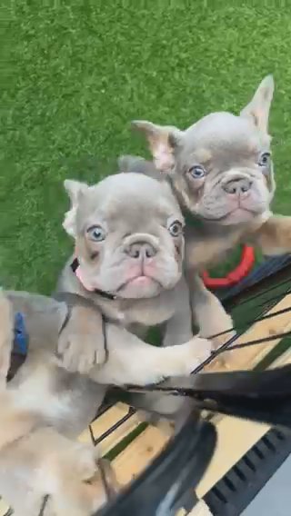 5 NEW SHADE ISABELLA FLUFFY FRENCHIES